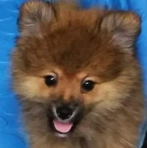 Meet your Posher, Irma